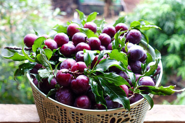 Fresh plums in basket with greenery background, Autumn fruit harvest in orchard