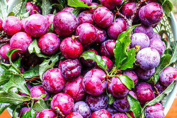 Fresh plums in basket with greenery background, Autumn fruit harvest in orchard
