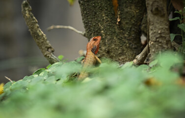 Garden Lizard