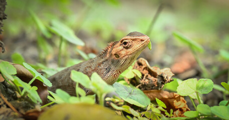 Indian origin garden lizard