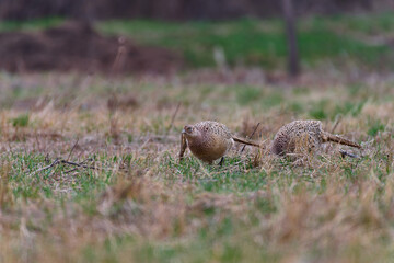 pheasant in the field