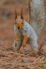 squirrel in the park