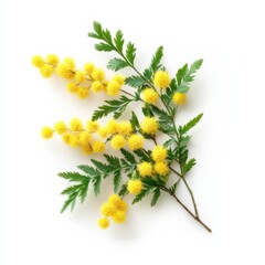 Bright yellow mimosa branches with delicate green leaves set against a white background