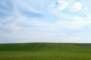 Winter wheat field in spring. Wheat field hills. Future harvest and forecast. Evening golden hour. Copy space.