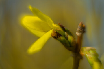 Spring flowers in macro photos.