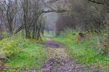 overgrown path, grass growing left and right, mysterious dirt road, forest path overgrown with...