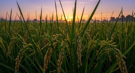 Golden sunrise illuminates lush rice paddy field peaceful morning ambiance. AI Generated