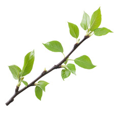 Spring twig with fresh green leaves isolated on a transparent background showcasing seasonal renewal, spring twig with green leaves isolated on transparent background