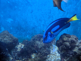 tropical fish in aquarium