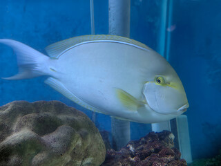 fish in aquarium