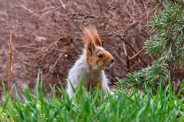 squirrel in the grass