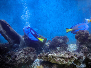 coral reef and fishes