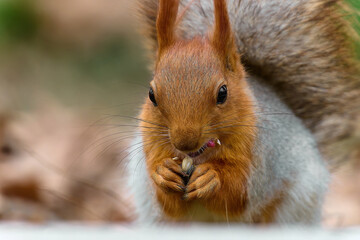 squirrel in the park