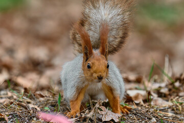 squirrel in the park