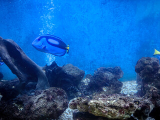 school of fish