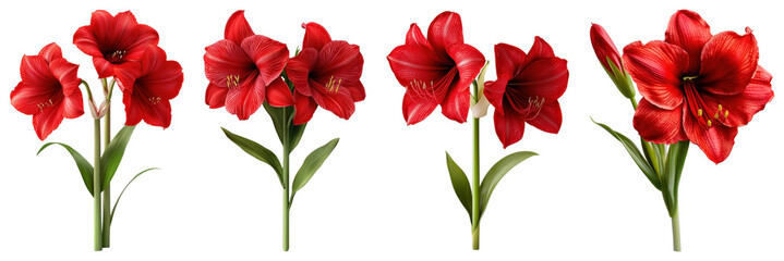 A vivid red amaryllis flower with broad petals and a strong stem, placed on a transparent background.