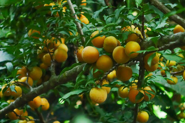 Fresh yellow plums on a branch with a greenery background, a summer fruit harvest in the orchard.