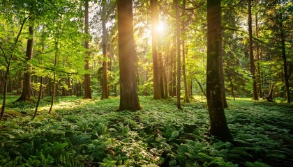 Obraz premium Captivating forest view with sunlight dappled through leaves creating a magical and warm atmosphere