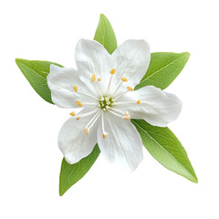 Fototapeta premium A slender deutzia flower in full bloom showcasing delicate petals and vibrant green leaves isolated on a transparent backdrop, Single slender deutzia flower top view isolated on transparent background