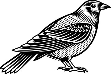Hand drawn bird
