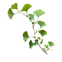 Naklejka premium A Ginkgo biloba plant branch with distinctive fanshaped leaves on a pristine transparent background, Ginkgo biloba plant branch on a transparent background