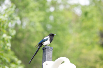 Black-billed magpie perched on wire against blurred tree background in Banff, Canada