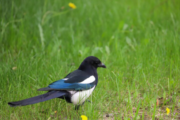 Black-billed magpie perched on short grass field with yellow flowers near city park in Banff, Canada