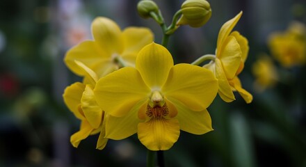 Obraz premium Vibrant Yellow Orchids Soft Light Closeup. AI Generated