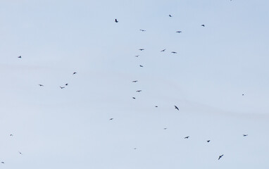 A flock of birds flying in the sky
