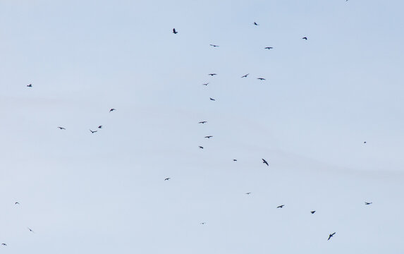 A flock of birds flying in the sky