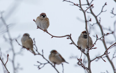Four birds are sitting on a branch of a tree