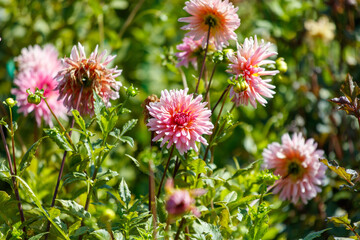 Fototapeta premium A bunch of pink flowers are in a field