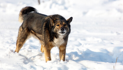A dog is standing in the snow with its tail up