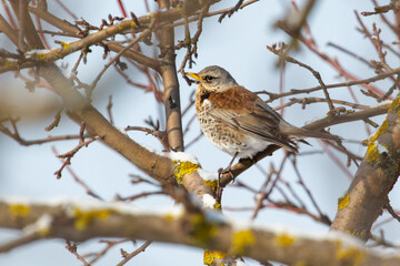 A bird is perched on a tree branch in the snow