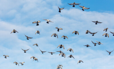 A flock of pigeons flying in the sky