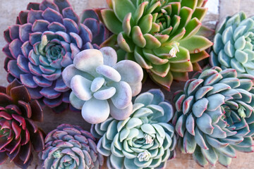 Beautiful echeveria succulents indoor plants, decorative flowers