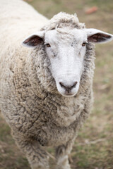 Woolly sheep standing in a grassy pasture looking directly at camera