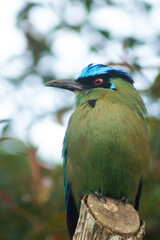 Close-up photography of Momotus aequatorialis