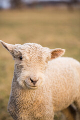 Close-up of a fluffy lamb standing in a sunlit pasture