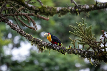 Beautiful colorful tropical toucan in green rainforest area