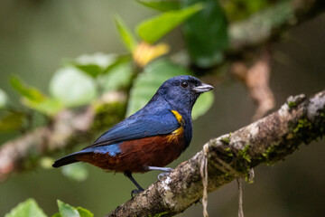 Beautiful colorful tropical bird in green rainforest area