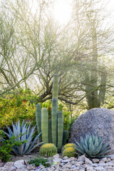 An arrangement of succulent cactus in outdoor garden vertical