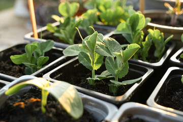 Young peas seedlings in green house, spring gardening