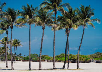 palm trees on the beach in miami