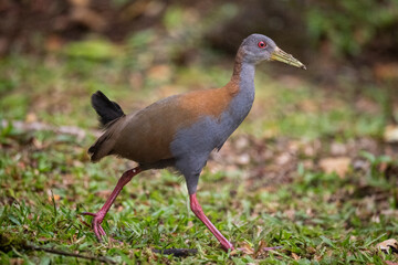 Beautiful colorful tropical bird in green rainforest area