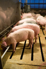 Group of piglets feeding in an indoor livestock facility. © Cavan