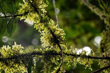 Beautiful slime shining green with backlight in rainforest tree