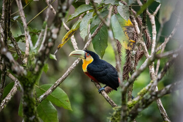 Beautiful colorful tropical toucan in green rainforest area © Cavan