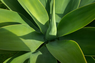 Agave Elegance: Close-up of a Succulent Plant in Sunlight