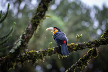 Beautiful colorful tropical toucan in green rainforest area